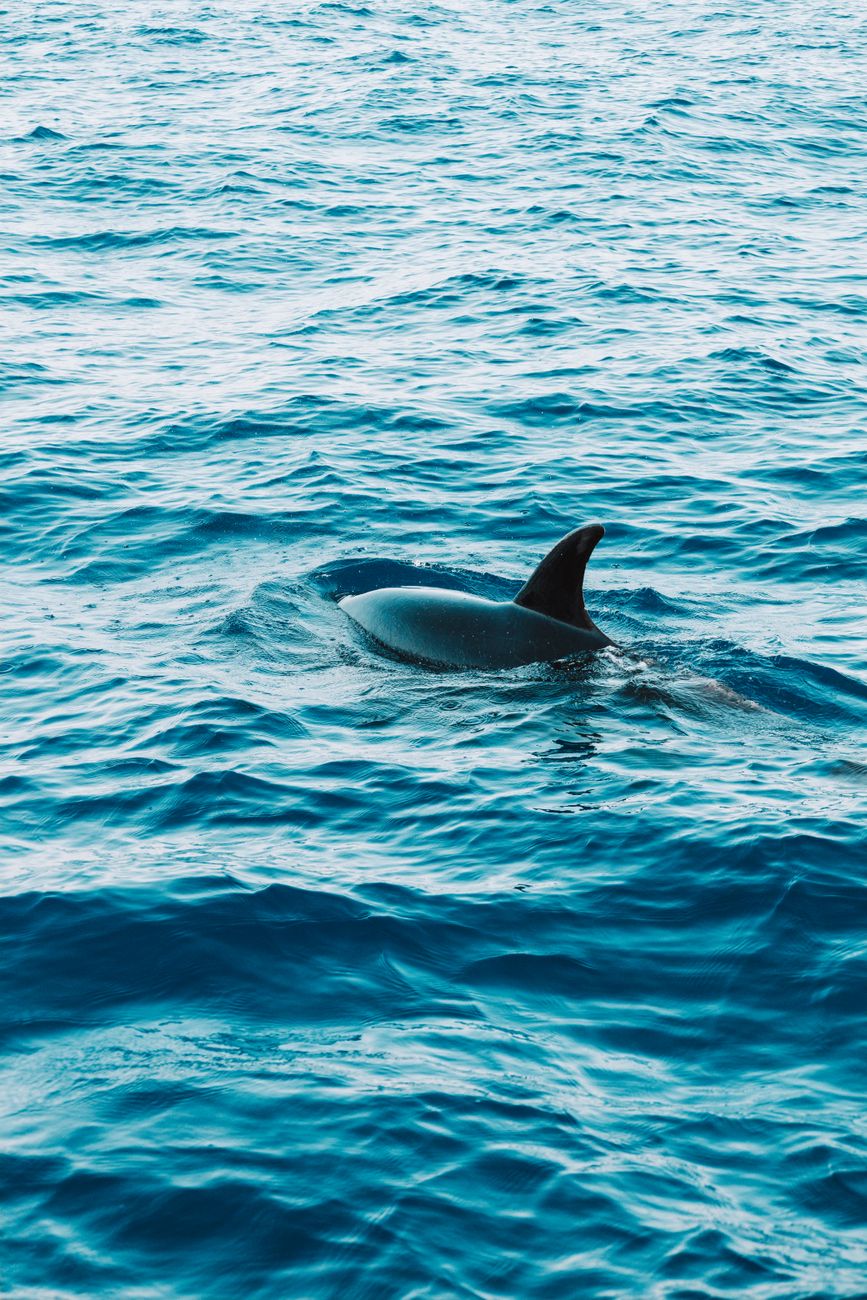 Bottlenose Dolphin Swimming near Sandspur Island