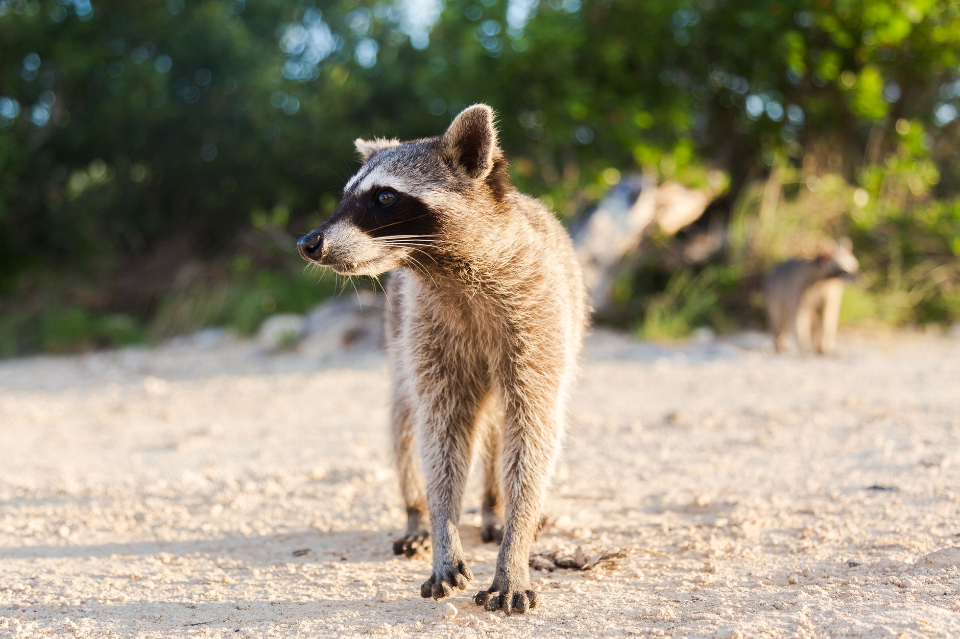 Curious raccoon walking on sandy beach Sandspur Island