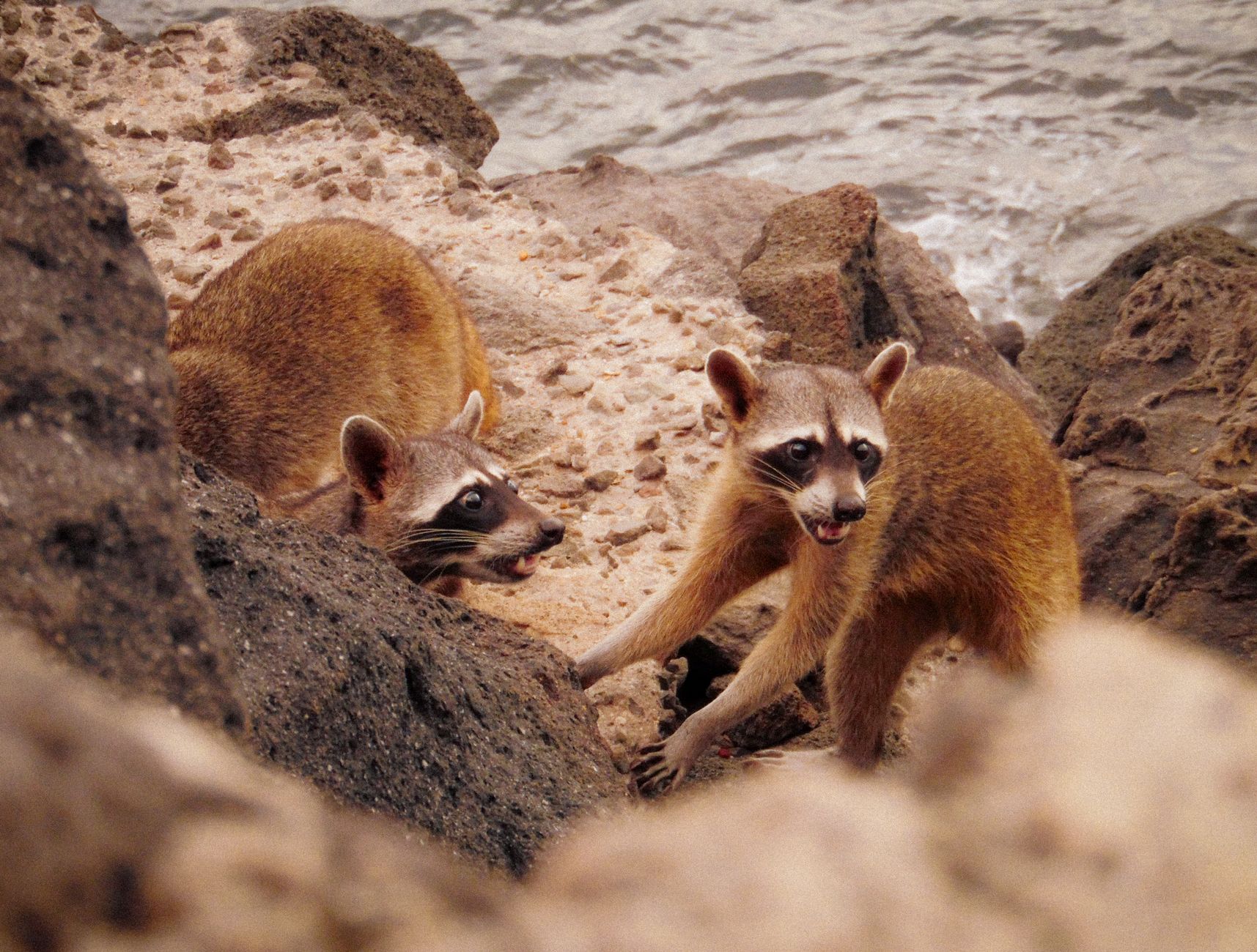 Two raccoons exploring shoreline on Raccoon Island